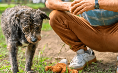 How to Prepare Your Yard for a Pet Waste Cleanup Service