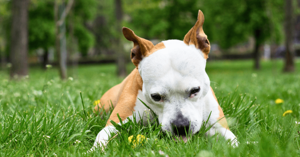 Dog eating grass in a sunny Oklahoma City park, showing a common canine behavior many pet owners wonder about.