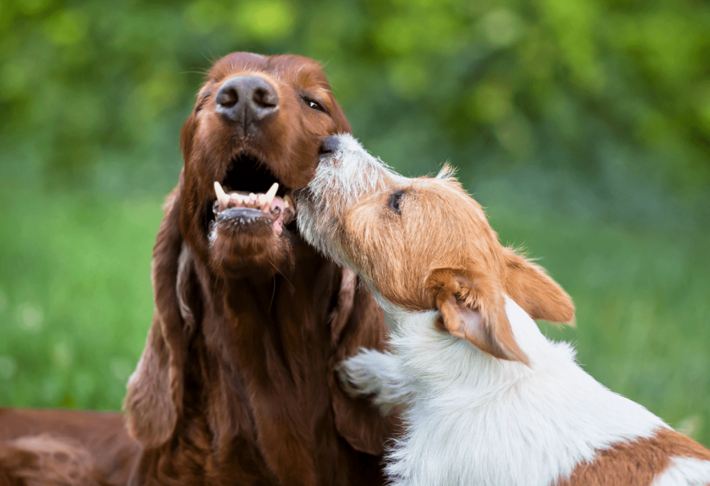 Two happy dogs playing in a clean yard after twice-weekly dog poop pick-up service in Oklahoma City.