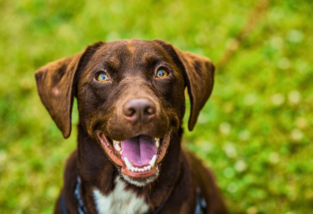 Happy brown dog sitting on green grass after bi-weekly dog poop pick-up service in Oklahoma City by Poop Free OKC.