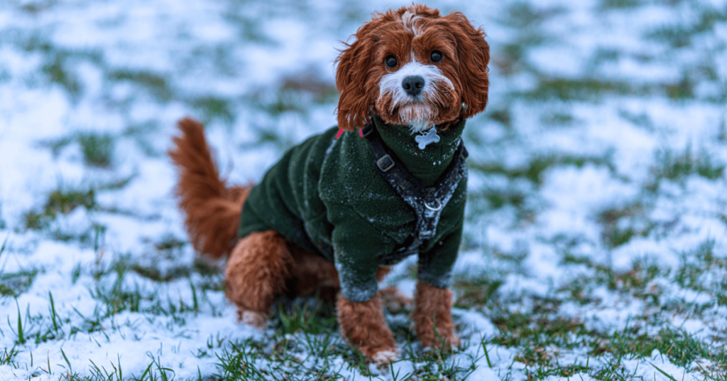 Dog Staying Warm in Winter – How Cold Is Too Cold for Dogs in Oklahoma City | PoopFreeOKC.com Small brown dog in a green winter coat sitting in light Oklahoma snow during a cold day.
