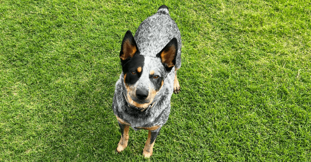 Dog Poop Cleanup in Oklahoma City – 10 Myths About Dog Waste Busted | PoopFreeOKC.com Australian Cattle Dog standing on a freshly cleaned green lawn after professional dog poop removal in Oklahoma City.
