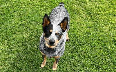 10 Myths About Dog Poop – Busted by Poop Free OKC