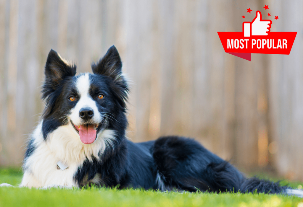 Happy Border Collie enjoying a clean yard after weekly dog poop pick-up service in Oklahoma City by Poop Free OKC.