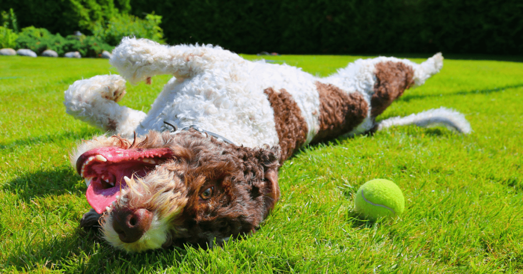 Happy dog rolling on green grass in a clean, odor-free Oklahoma City yard maintained with regular pet waste removal and sanitization.