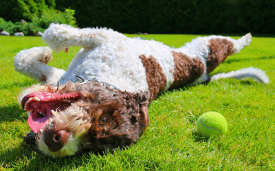 How to Keep Your Yard Smelling Fresh When You Have Dogs