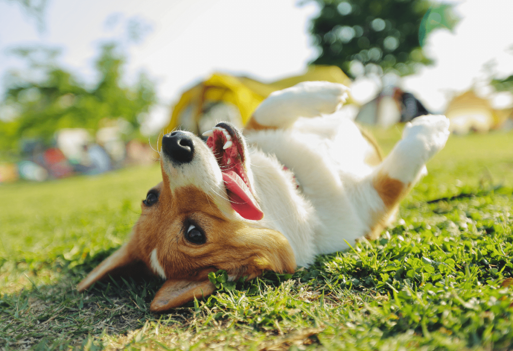 Happy dog rolling in the grass after a pet odor sanitization service in Oklahoma City.
