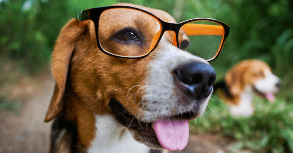 Funny beagle wearing glasses outdoors symbolizing smart pet owners who use professional poop scoop services in Oklahoma City