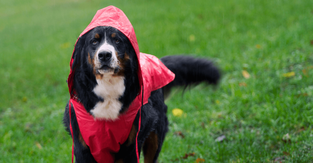 Large dog wearing a red raincoat standing in a wet grassy yard during rainfall in Oklahoma City.