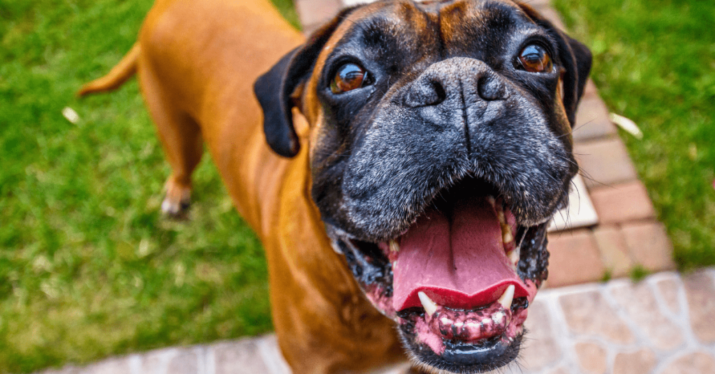 Happy dog standing in a clean Oklahoma City backyard after a professional poop cleanup service from Poop Free OKC.