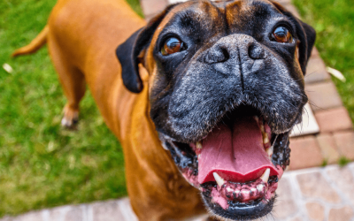 7 Signs Your Yard Needs a Professional Poop Cleanup