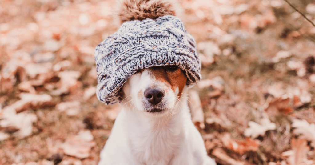 Small dog wearing a cozy knit winter hat sitting outside on a cold Oklahoma day surrounded by fallen leaves.