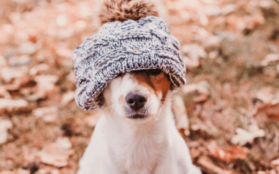 Nobody Likes Scooping Poop in the Cold—We Get It