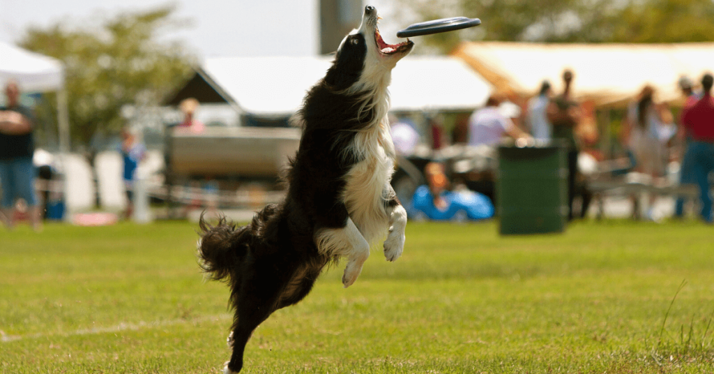 Dog jumping to catch a frisbee at a busy dog park in Oklahoma City on a sunny day.