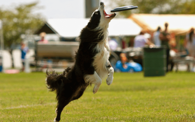 The Best Dog Parks in Oklahoma City, Oklahoma