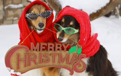 Christmas Gift Idea: Poop-Free Yard Service