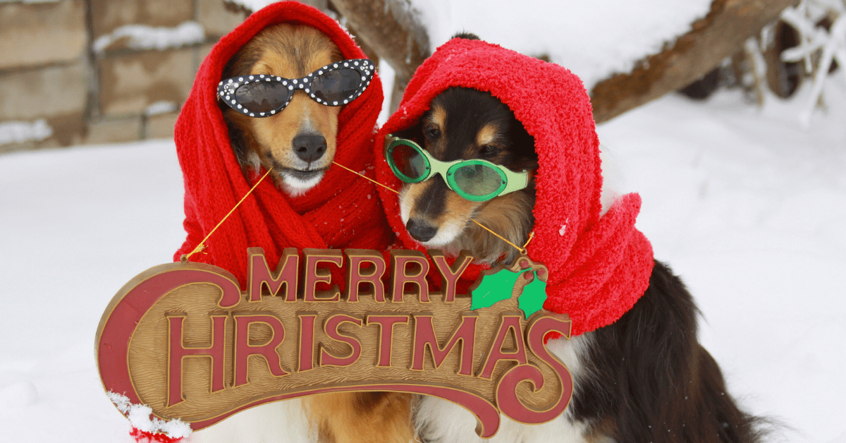 Christmas Gift Idea: Poop-Free Yard Service – PoopFreeOKC.com Two festive dogs wearing sunglasses and red scarves in the snow holding a “Merry Christmas” sign, symbolizing holiday pet gifts like a poop-free yard service.