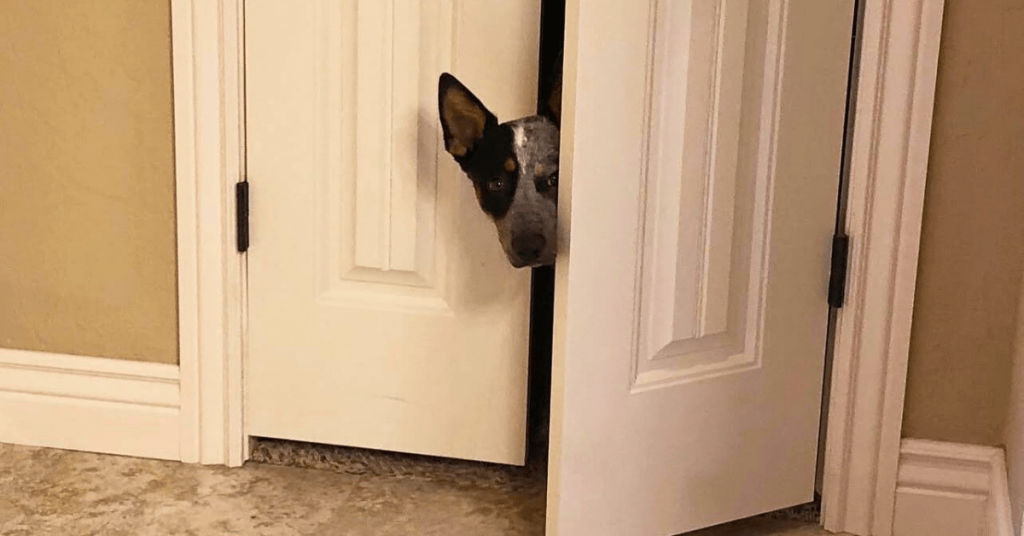 Curious dog peeking through a partially open bathroom door following its owner inside.