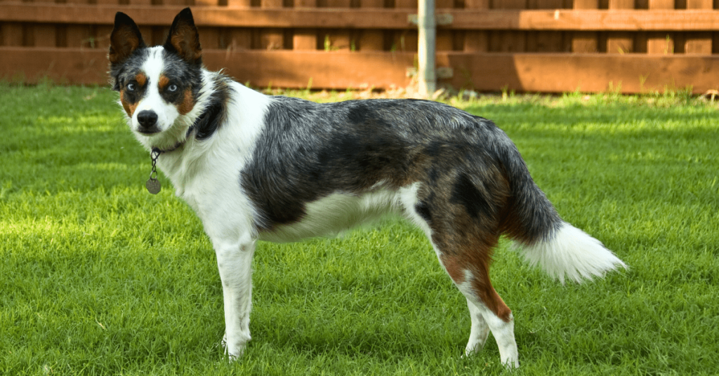 Dog standing in grass after pooping, preparing to kick grass as a natural scent-marking behavior.