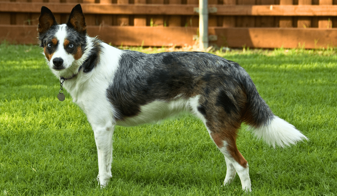 Why Does My Dog Kick Grass After Pooping?