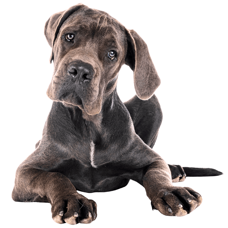 Friendly dog representing professional dog poop removal service in El Reno, Oklahoma by Poop Free OKC.