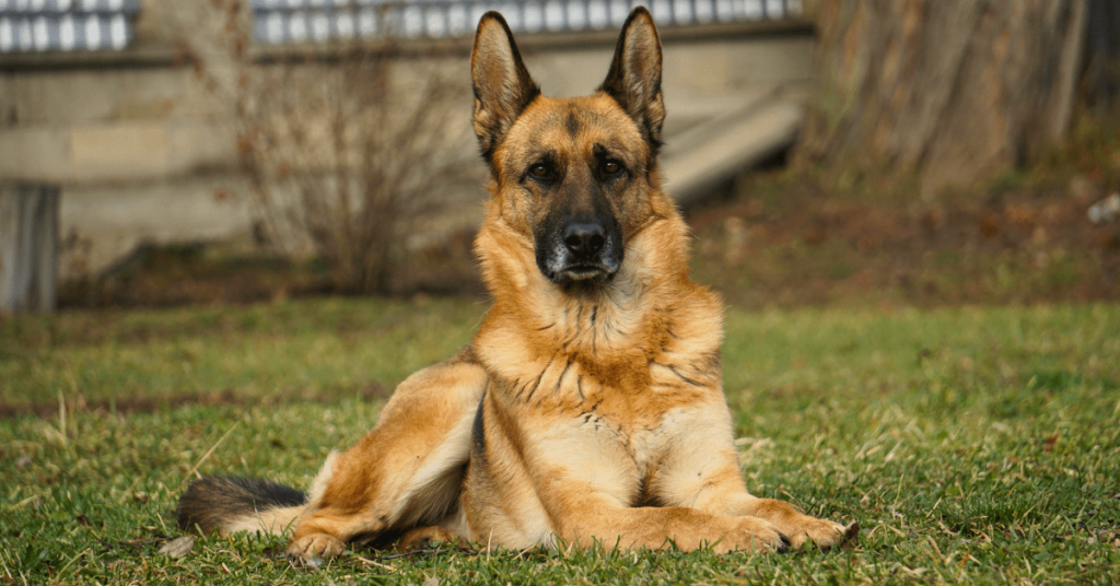 What Happens If You Don’t Pick Up Dog Poop Regularly | PoopFreeOKC.com German Shepherd resting in a grassy backyard where regular dog poop cleanup helps keep the lawn healthy.