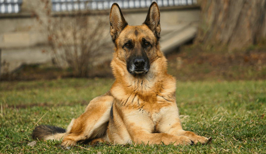 What Happens If You Don’t Pick Up Dog Poop Regularly