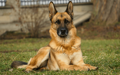 What Happens If You Don’t Pick Up Dog Poop Regularly