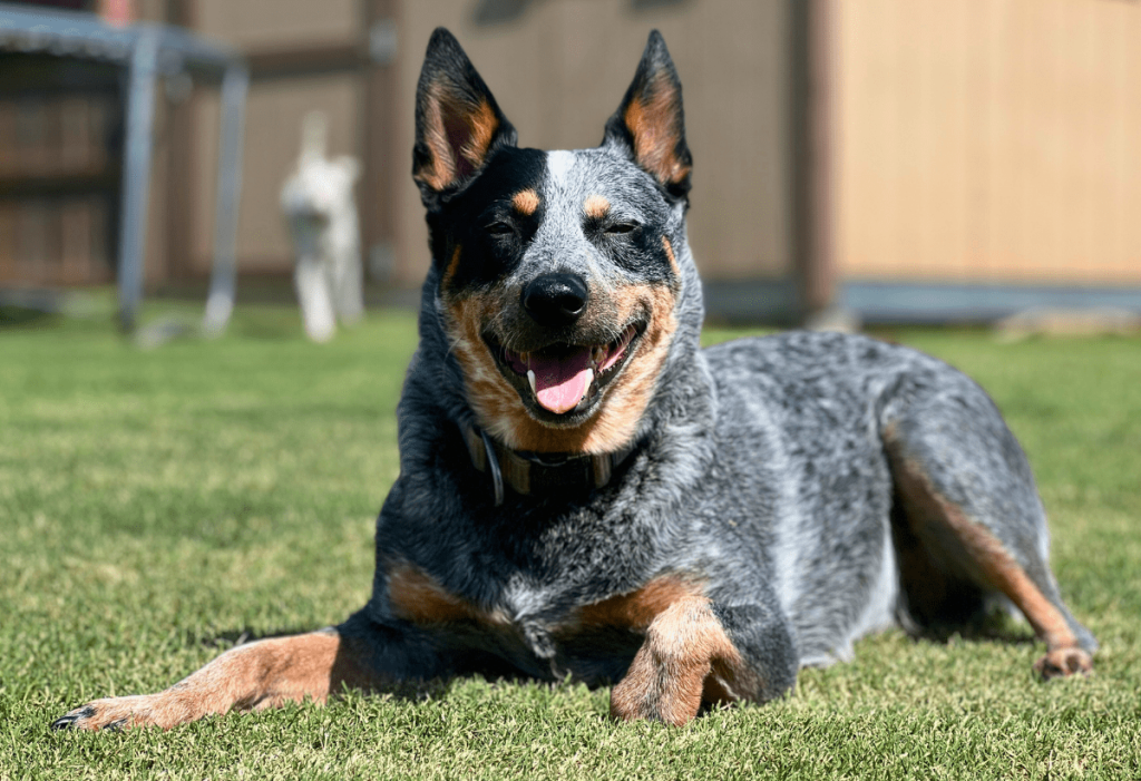 Happy dog relaxing in a clean, poop-free backyard after a one-time dog waste removal service in Oklahoma City.