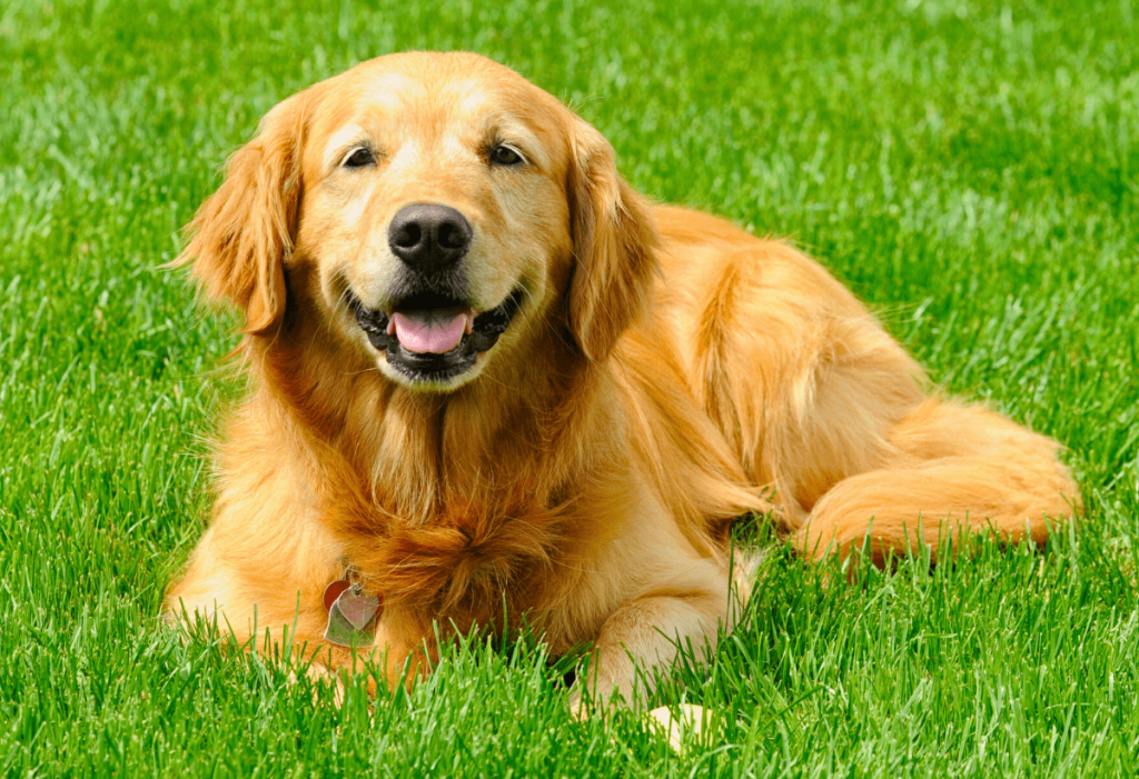 Golden retriever relaxing in a fresh, odor-free yard after PF Fresh™ yard deodorizing treatment in Oklahoma City.