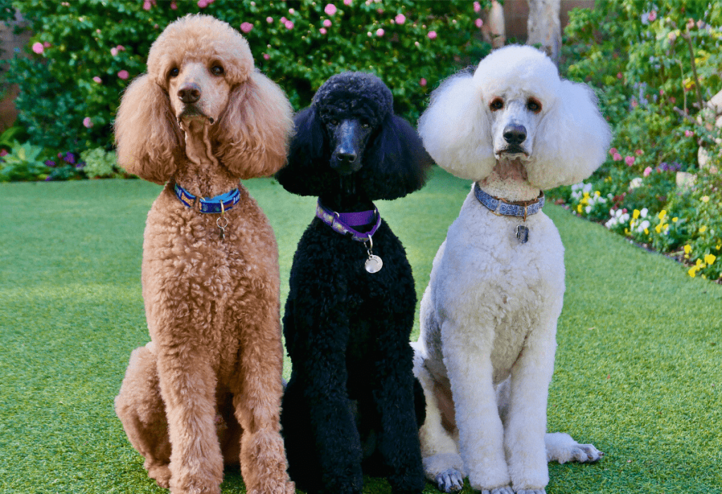 Three poodles sitting in a clean, disinfected yard after PF Sanitize™ treatment by Poop Free OKC in Oklahoma City.