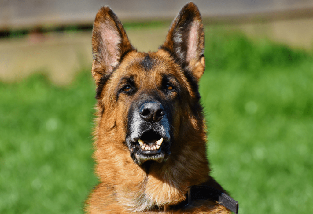 German Shepherd sitting in a clean yard after PF TakeAway™ poop haul-off service by Poop Free OKC.