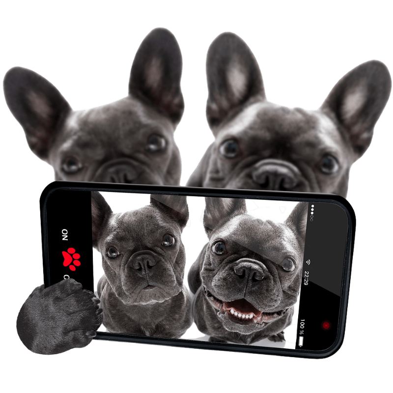 Happy dogs featured in Poop Free OKC photo gallery showcasing clean yards.