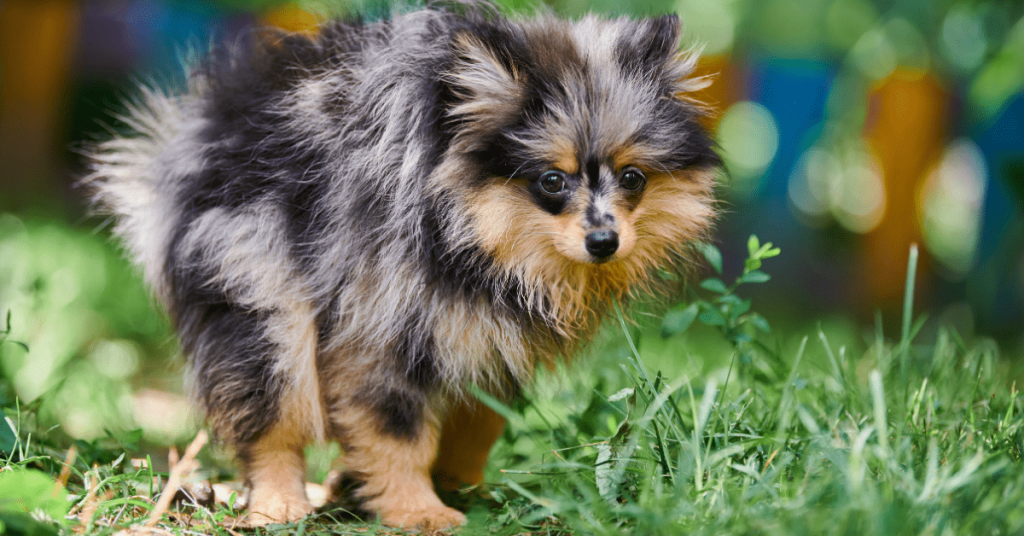 How Many Times a Day Does the Average Dog Poop? Small fluffy dog standing in green grass during a bathroom break in an Oklahoma backyard.
