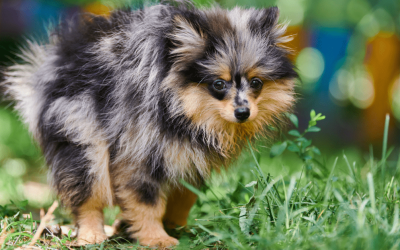 How Many Times a Day Does the Average Dog Poop?