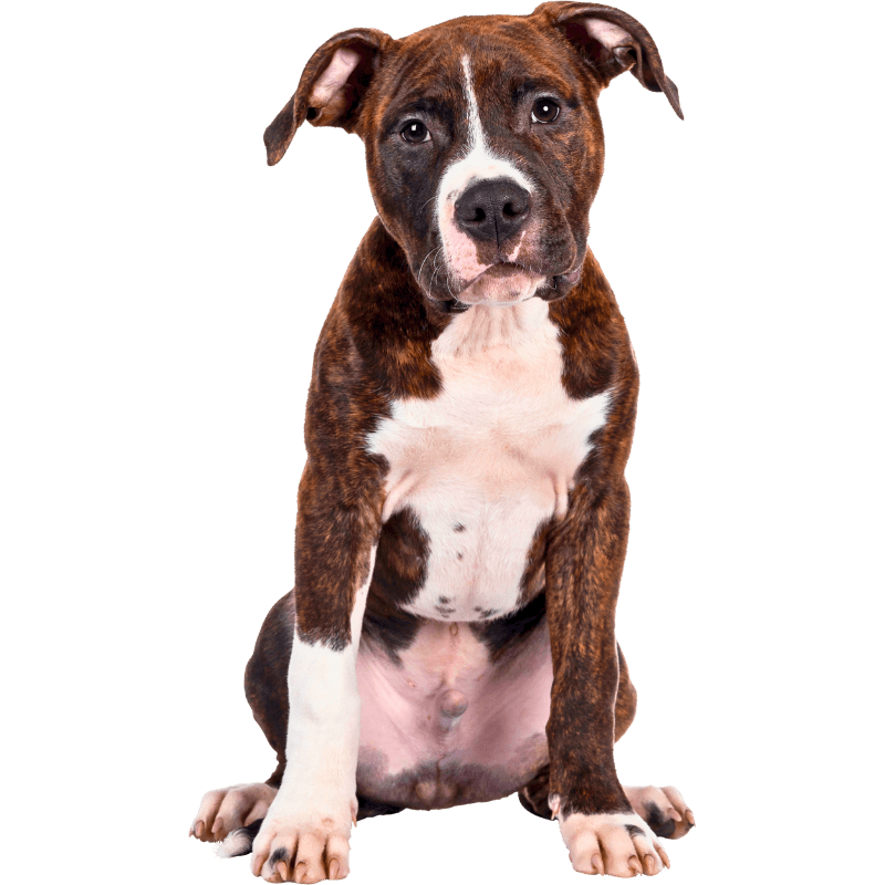 Friendly dog featured for dog poop removal service in Warr Acres Oklahoma.