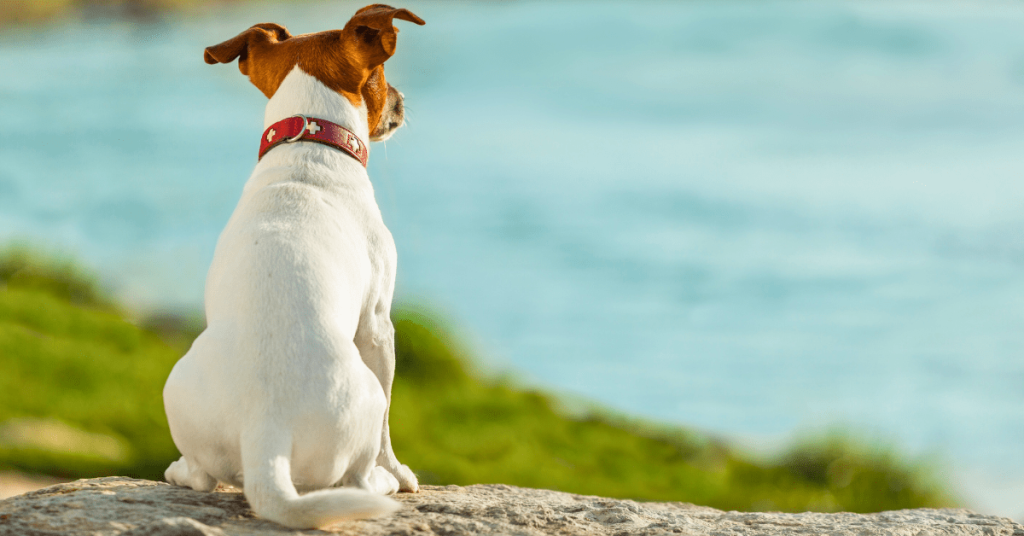 How to Choose the Right Pet Waste Removal Plan in OKC – PoopFreeOKC.com Dog sitting outdoors overlooking a clean open space, representing how choosing the right pet waste removal plan keeps OKC yards fresh, healthy, and ready for play.