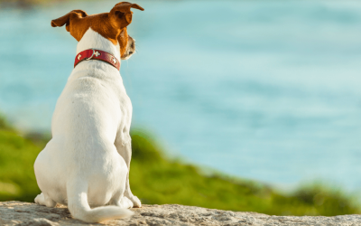 How to Choose the Right Pet Waste Removal Plan in OKC