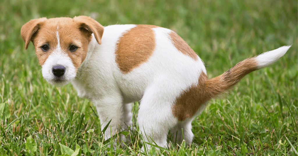 Puppy pooping in a grassy yard while looking toward the camera, illustrating why dogs stare at their owners during potty time.