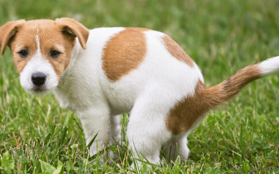 Why Your Dog Stares at You While Pooping