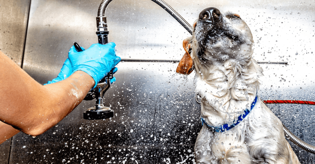 Dog being bathed with water spray and gentle shampoo, illustrating how often dogs should be bathed for healthy skin and coat care.