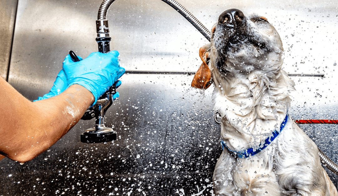 How Often Should You Give Your Dog a Bath?”