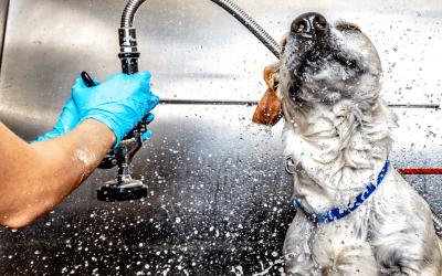 How Often Should You Give Your Dog a Bath?”