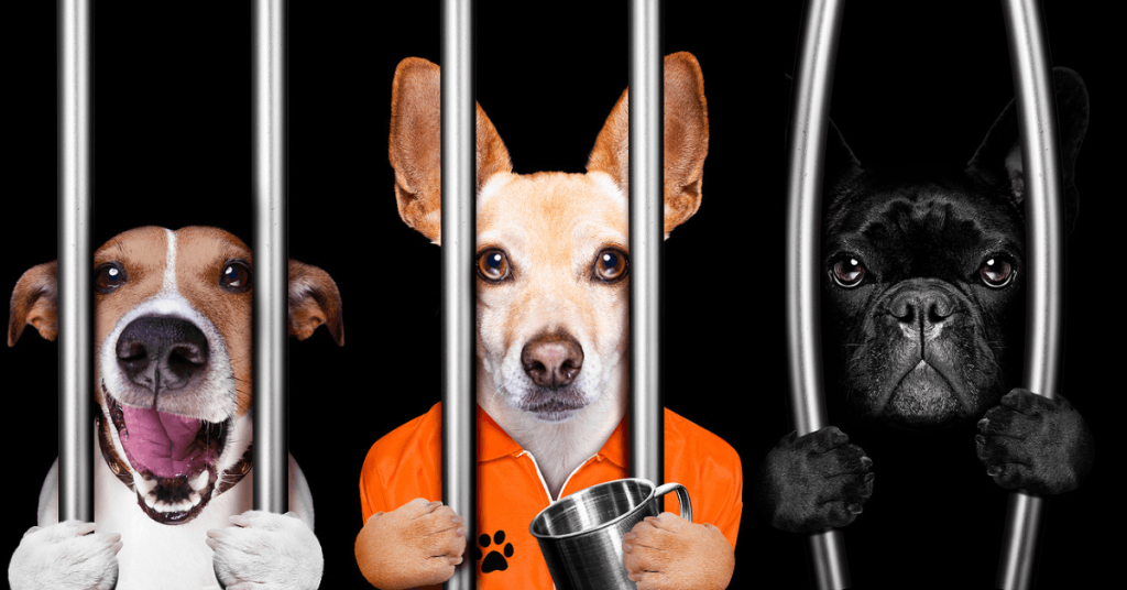 Could Dog Poop Really Land You in Jail in OKC? – PoopFreeOKC.com Dogs behind jail bars representing the fines and legal consequences dog owners can face in Oklahoma City for not picking up dog poop.