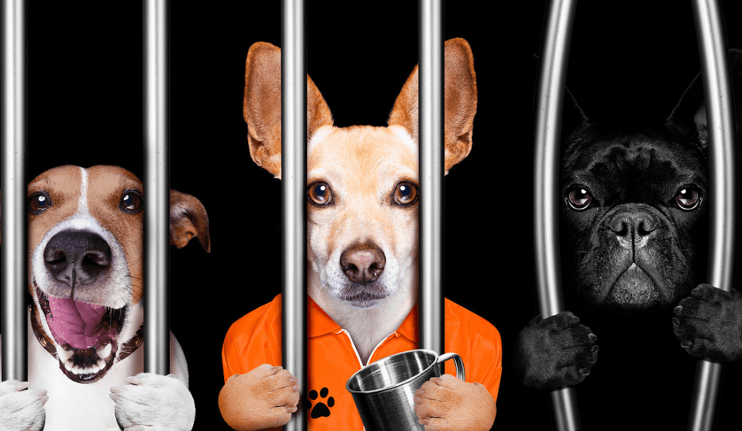 Could Dog Poop Really Land You in Jail in OKC?