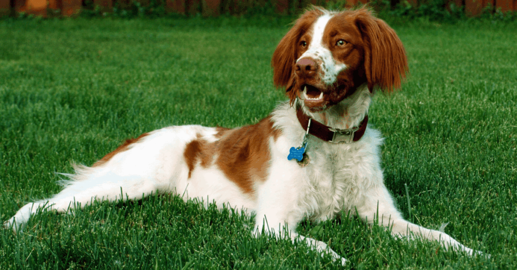 Dog Poop Removal in Yukon, Mustang & OKC – One-Time Cleanup | PoopFreeOKC.com Dog resting on clean green grass in a backyard after a one-time dog poop cleanup service.