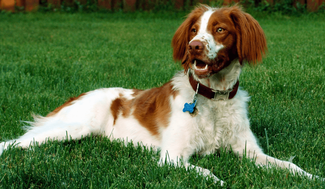 Need Dog Poop Removed Fast? Here’s How a One-Time Cleanup Works