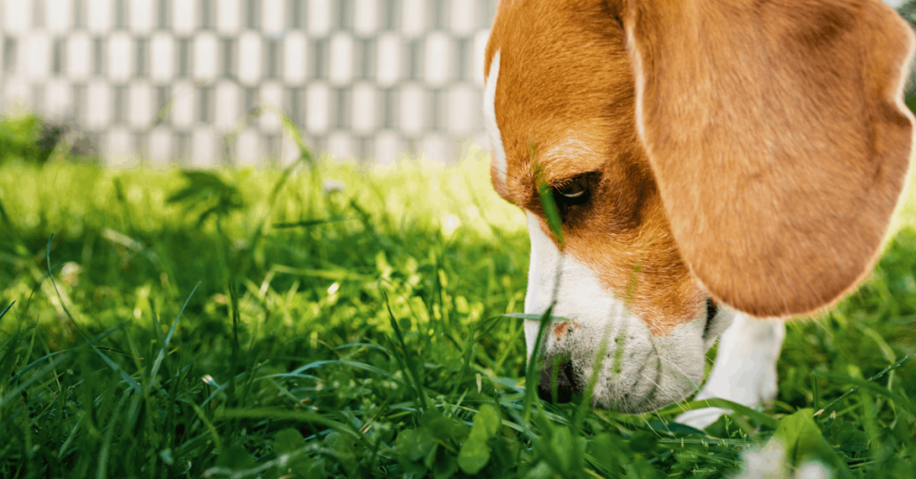 Safe Lawn Care Tips for Pet Owners in Oklahoma City – PoopFreeOKC.com Dog sniffing green grass in a backyard, representing safe lawn care practices for pet owners in Oklahoma City.