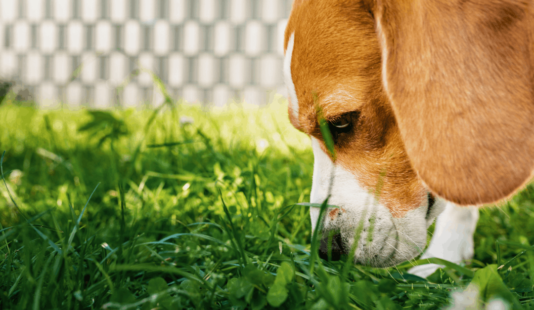 Safe Lawn Care Tips for Pet Owners in Oklahoma City