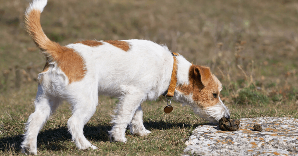 Why Is My Dog Eating Poop? Causes & How to Stop It – PoopFreeOKC.com Dog sniffing and attempting to eat poop outdoors, illustrating common coprophagia behavior in dogs.